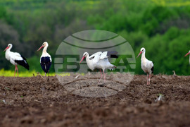 Село Къпиновци - щъркели