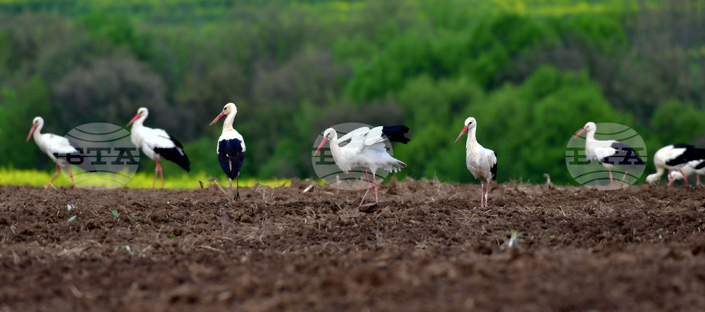 Село Къпиновци - щъркели