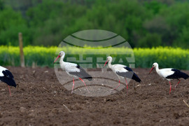 Село Къпиновци - щъркели