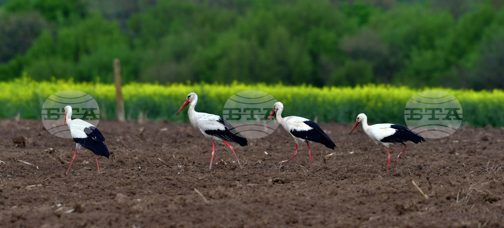 Село Къпиновци - щъркели