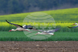 Село Къпиновци - щъркели