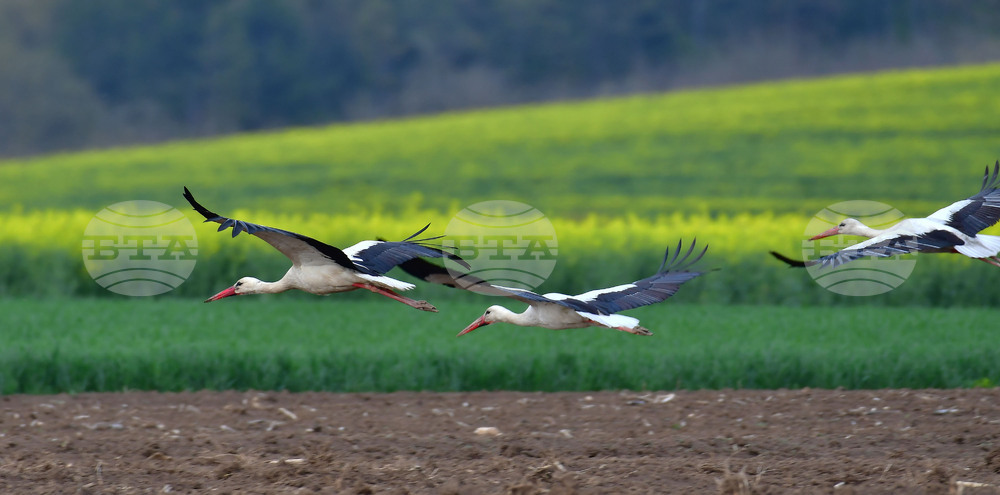 Село Къпиновци - щъркели
