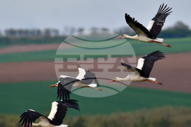 Село Къпиновци - щъркели