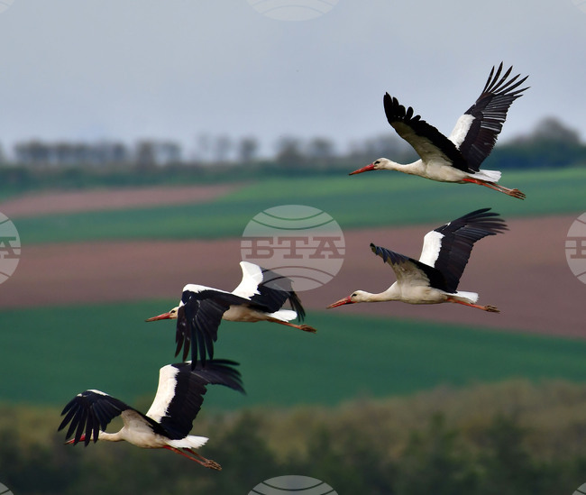 Село Къпиновци - щъркели