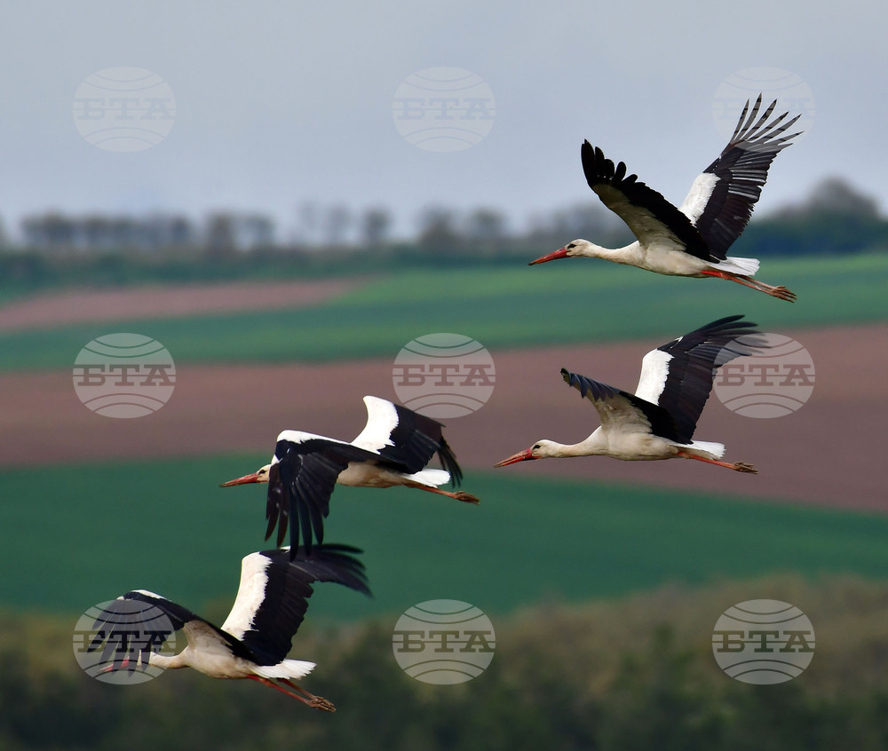 Село Къпиновци - щъркели