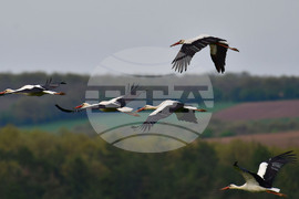 Село Къпиновци - щъркели