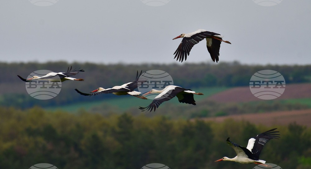 Село Къпиновци - щъркели