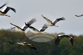 Село Къпиновци - щъркели