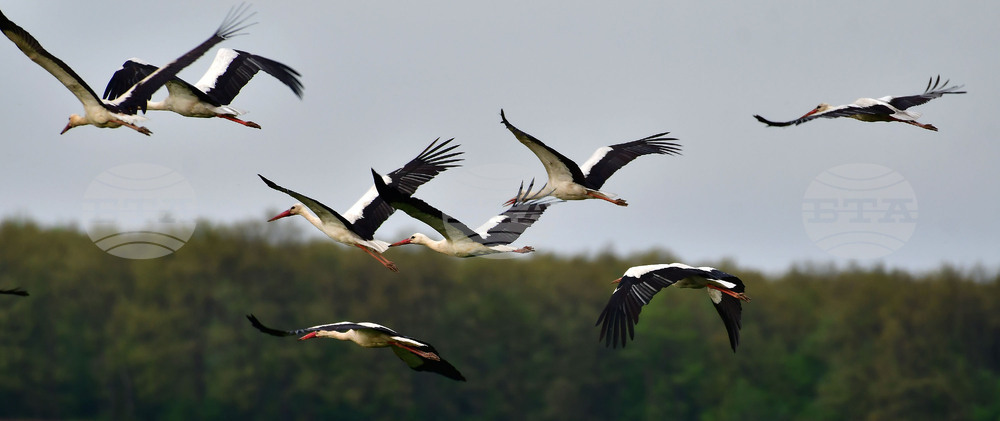 Село Къпиновци - щъркели