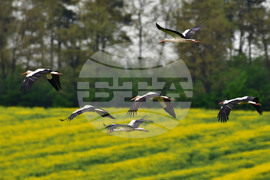 Село Къпиновци - щъркели