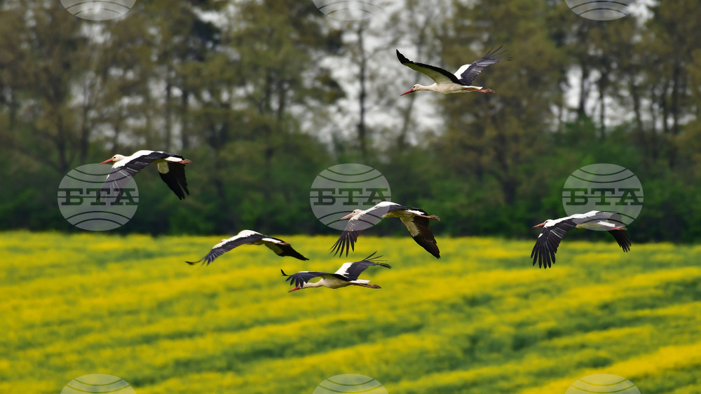 Село Къпиновци - щъркели