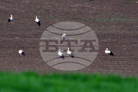 Село Къпиновци - щъркели