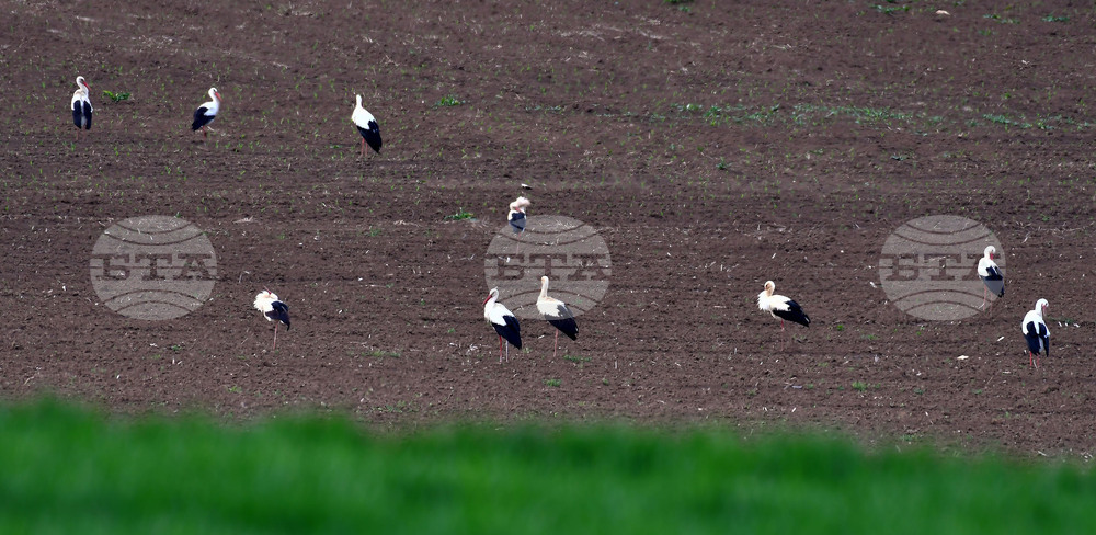 Село Къпиновци - щъркели