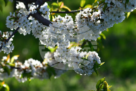 Село Подайва - овощен масив - череши