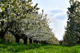 Село Подайва - овощен масив - череши