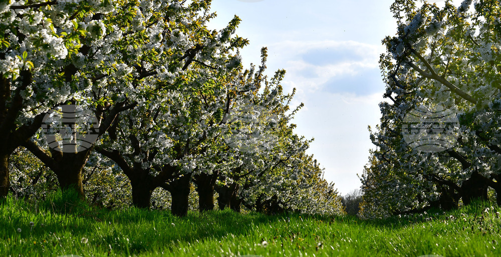 Село Подайва - овощен масив - череши