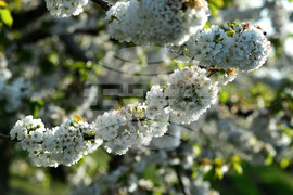 Село Подайва - овощен масив - череши