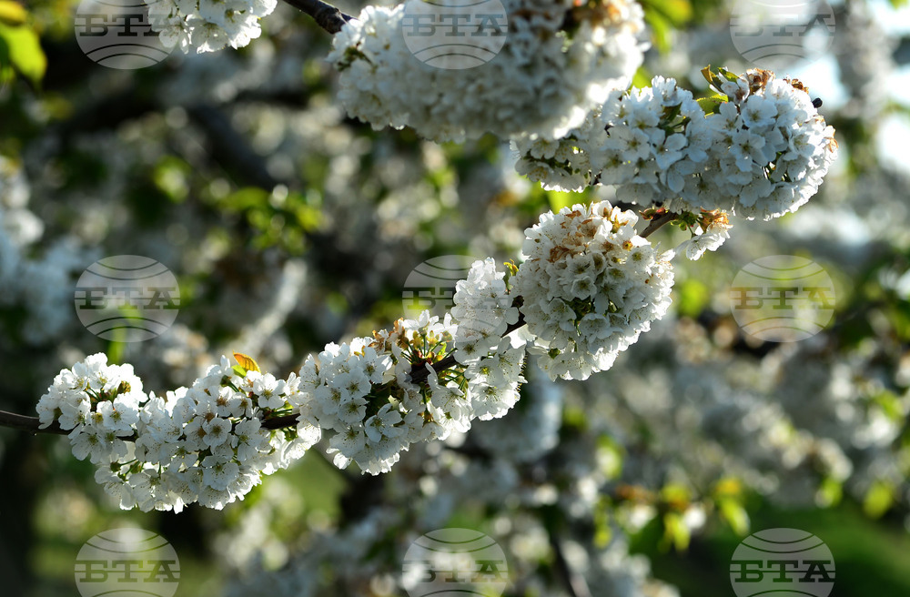 Село Подайва - овощен масив - череши