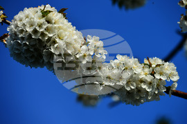 Село Подайва - овощен масив - череши