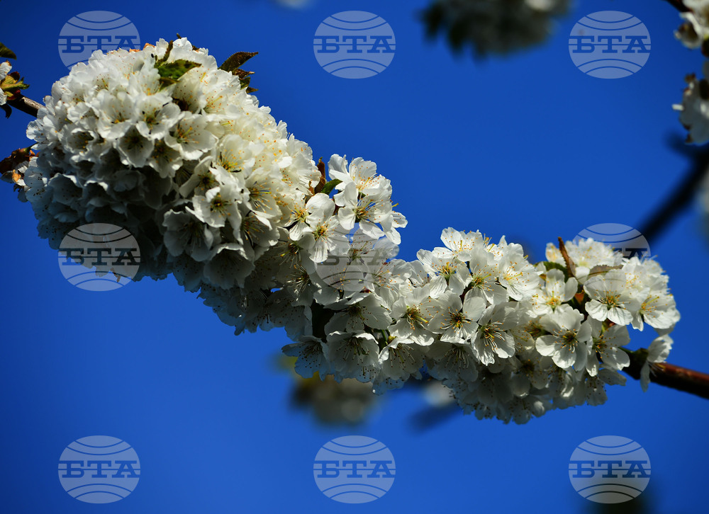 Село Подайва - овощен масив - череши