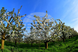 Село Подайва - овощен масив - череши