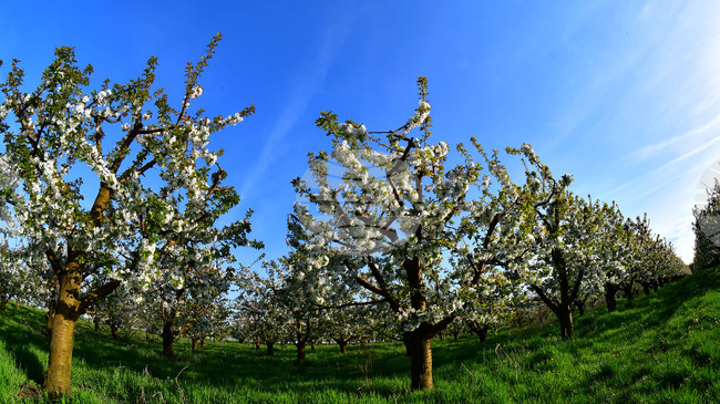 Държавата ще осигури бюджет в размер на 2,7 милиона евро за борба с вредителя черна златка, съобщи Браншовата камара „Плодове и зеленчуци“ 