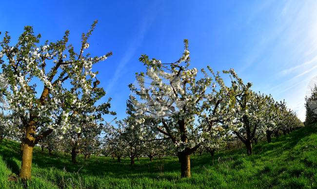 Държавата ще осигури бюджет в размер на 2,7 милиона евро за борба с вредителя черна златка, съобщи Браншовата камара „Плодове и зеленчуци“ 