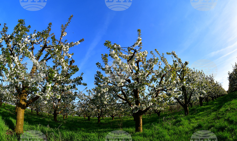 Село Подайва - овощен масив - череши