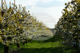 Село Подайва - овощен масив - череши