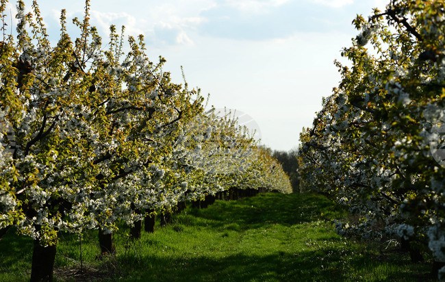 Браншовата камара „Плодове и зеленчуци“ предлага ясни критерии за представителност в Закона за браншовите организации