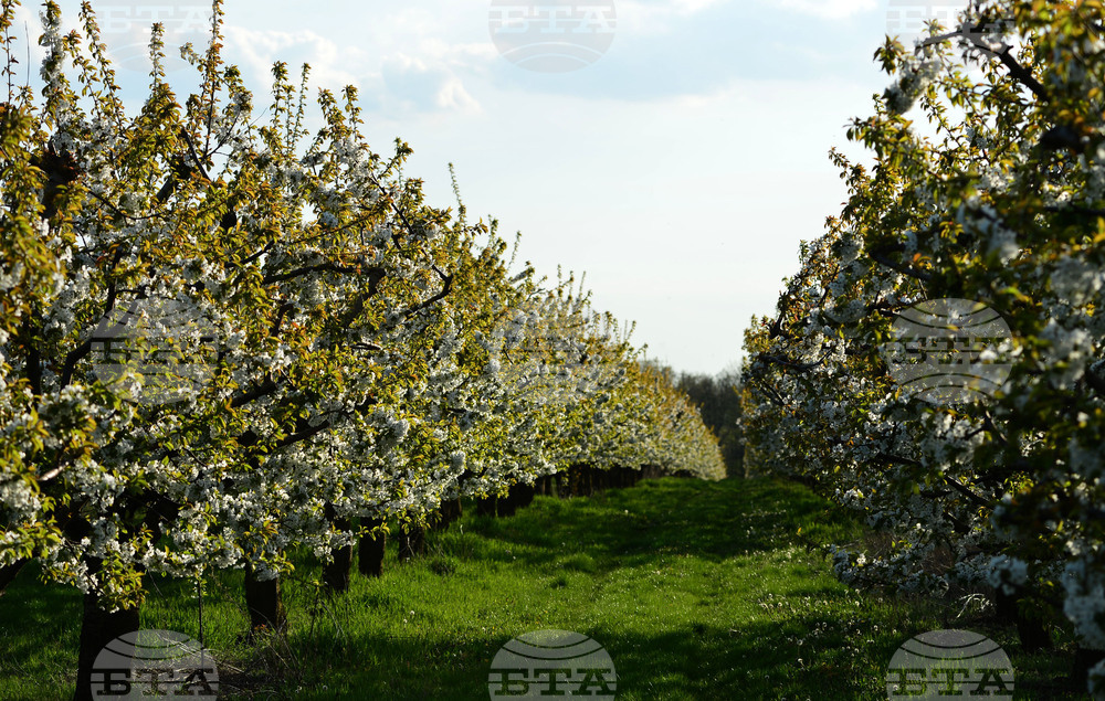 Село Подайва - овощен масив - череши