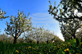 Село Подайва - овощен масив - череши