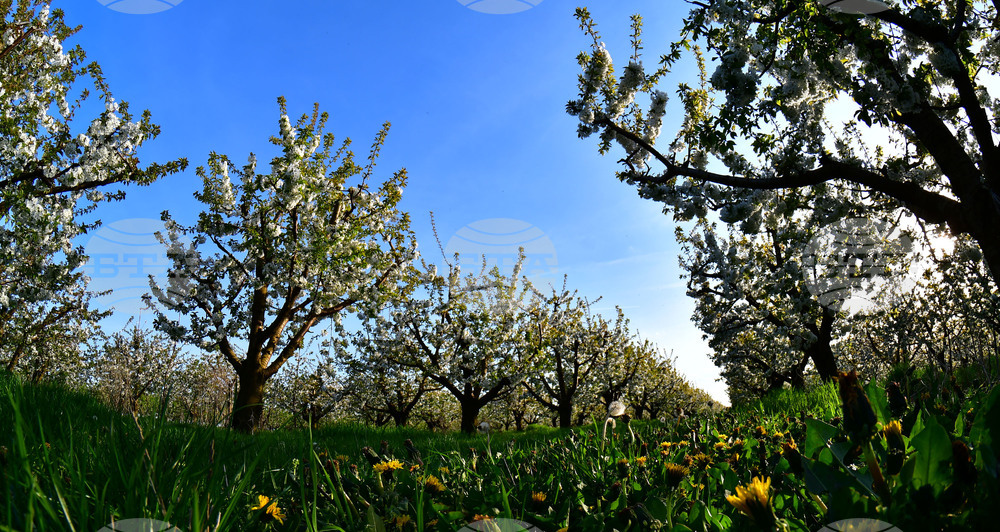 Село Подайва - овощен масив - череши