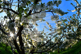 Село Подайва - овощен масив - череши