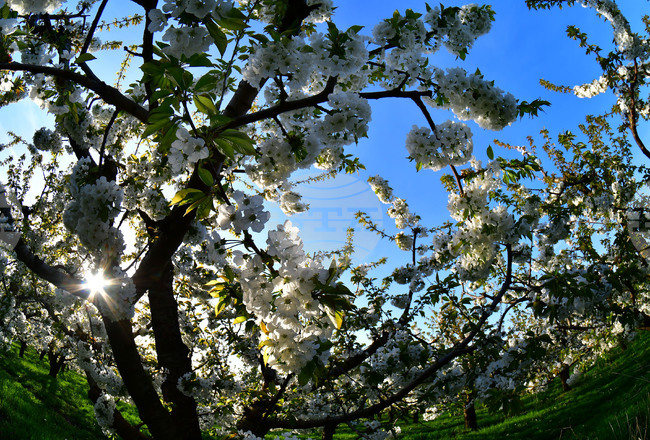 Село Подайва - овощен масив - череши