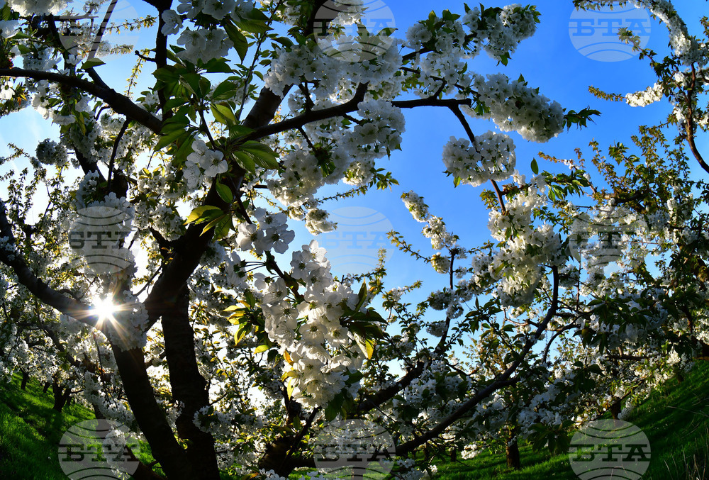 Село Подайва - овощен масив - череши