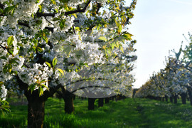 Село Подайва - овощен масив - череши