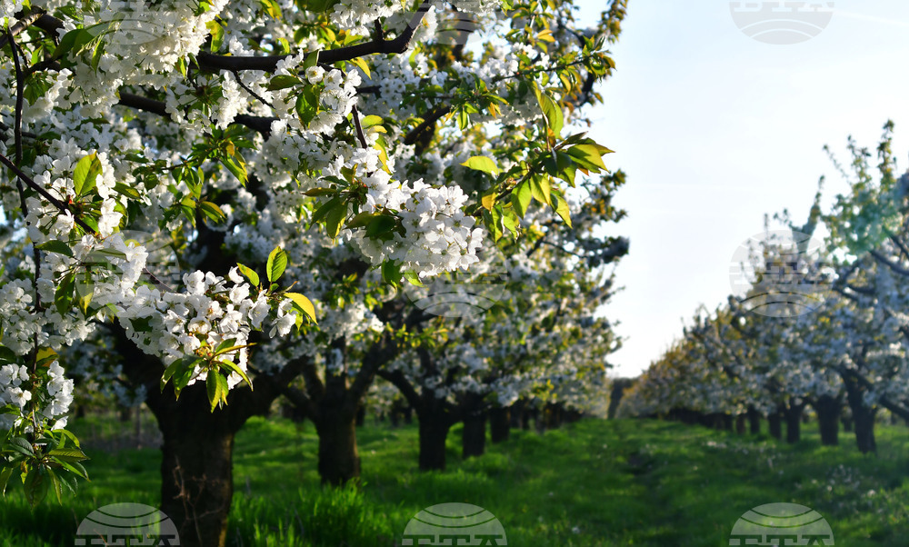 Село Подайва - овощен масив - череши