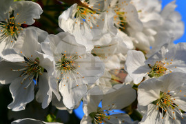 Село Подайва - овощен масив - череши