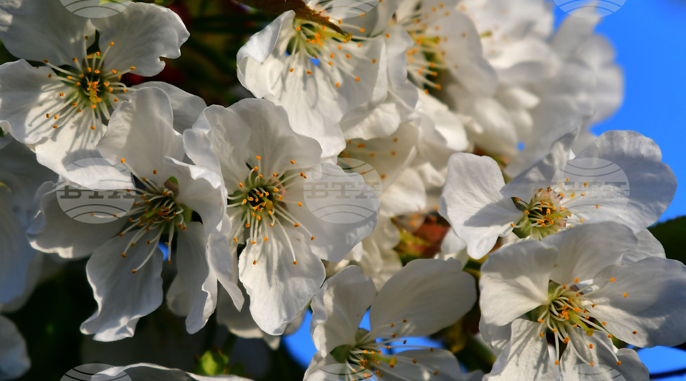 Село Подайва - овощен масив - череши