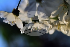 Село Подайва - овощен масив - череши