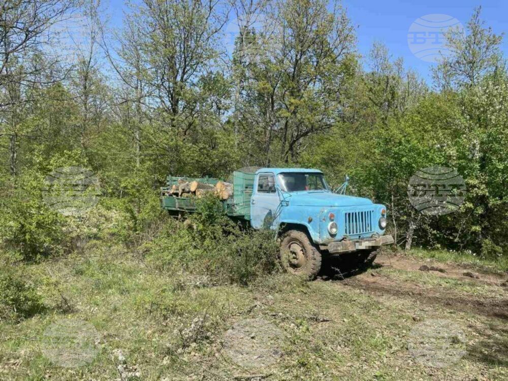 Специализирана акция на горски служители разкри канал за добив и търговия с незаконна дървесина