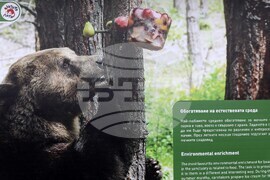 Фондация Четири лапи - Спасените: 20 години история - изложба