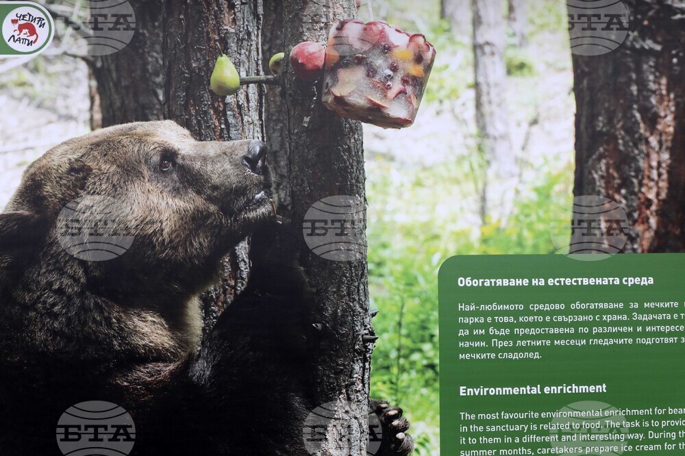 Фондация Четири лапи - Спасените: 20 години история - изложба