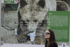 Фондация Четири лапи - Спасените: 20 години история - изложба