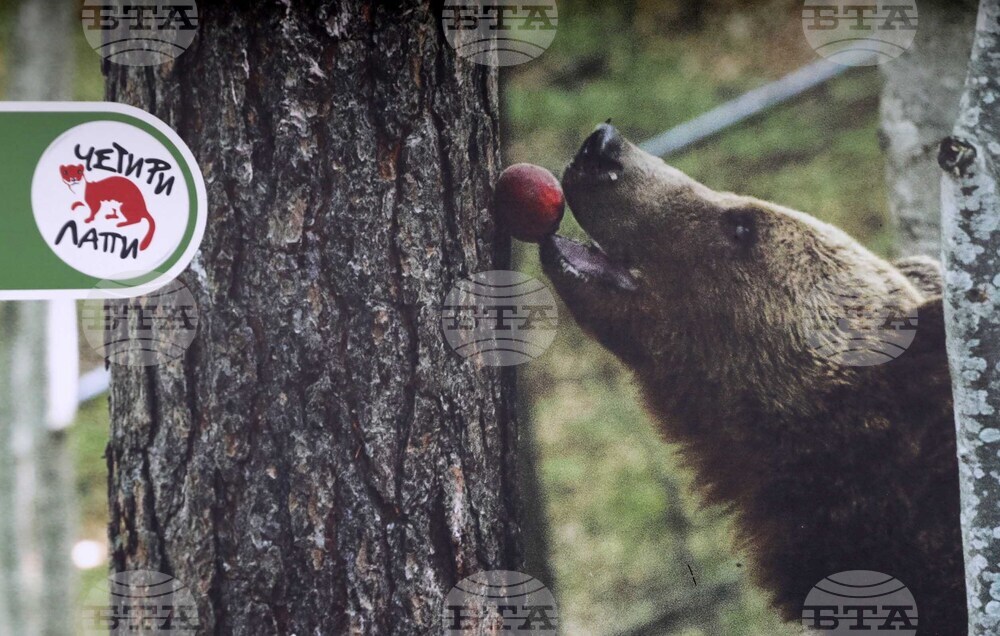 Фондация Четири лапи - Спасените: 20 години история - изложба