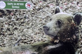 Фондация Четири лапи - Спасените: 20 години история - изложба