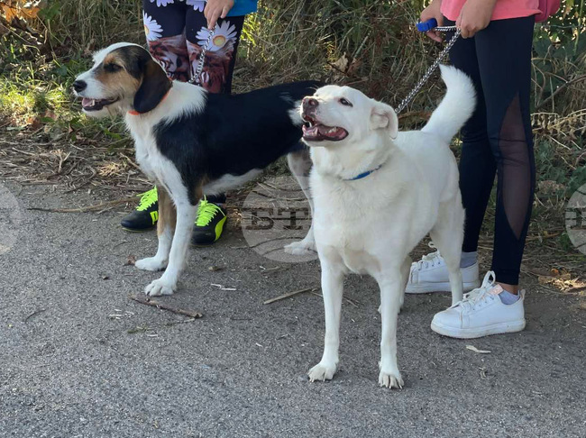 С различни инициативи в София ще бъде отбелязан Международният ден на кучето