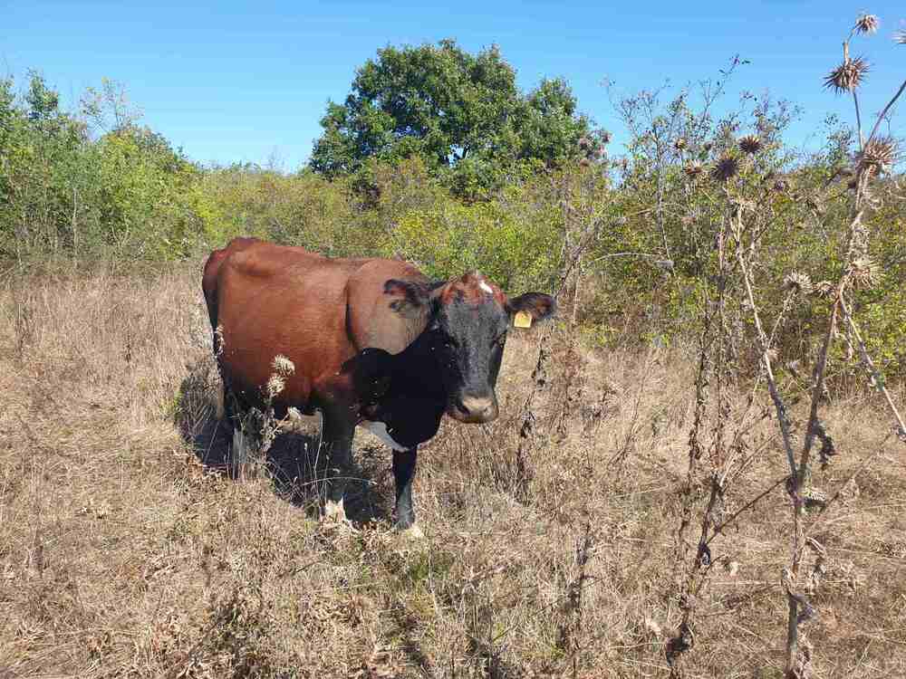 БАБХ съдейства за преодоляването на последствията от бедствието в Област Бургас