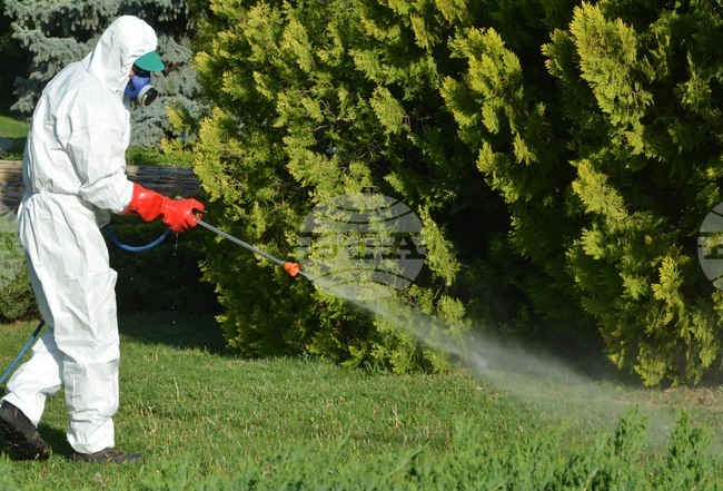 В Костинброд утре се планира обработка на зелените площи срещу бълхи и кърлежи 